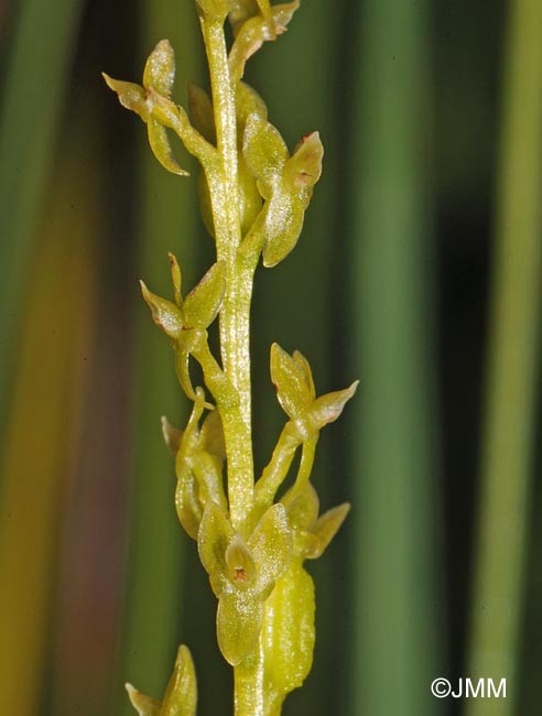 Hammarbya paludosa = Malaxis paludosa